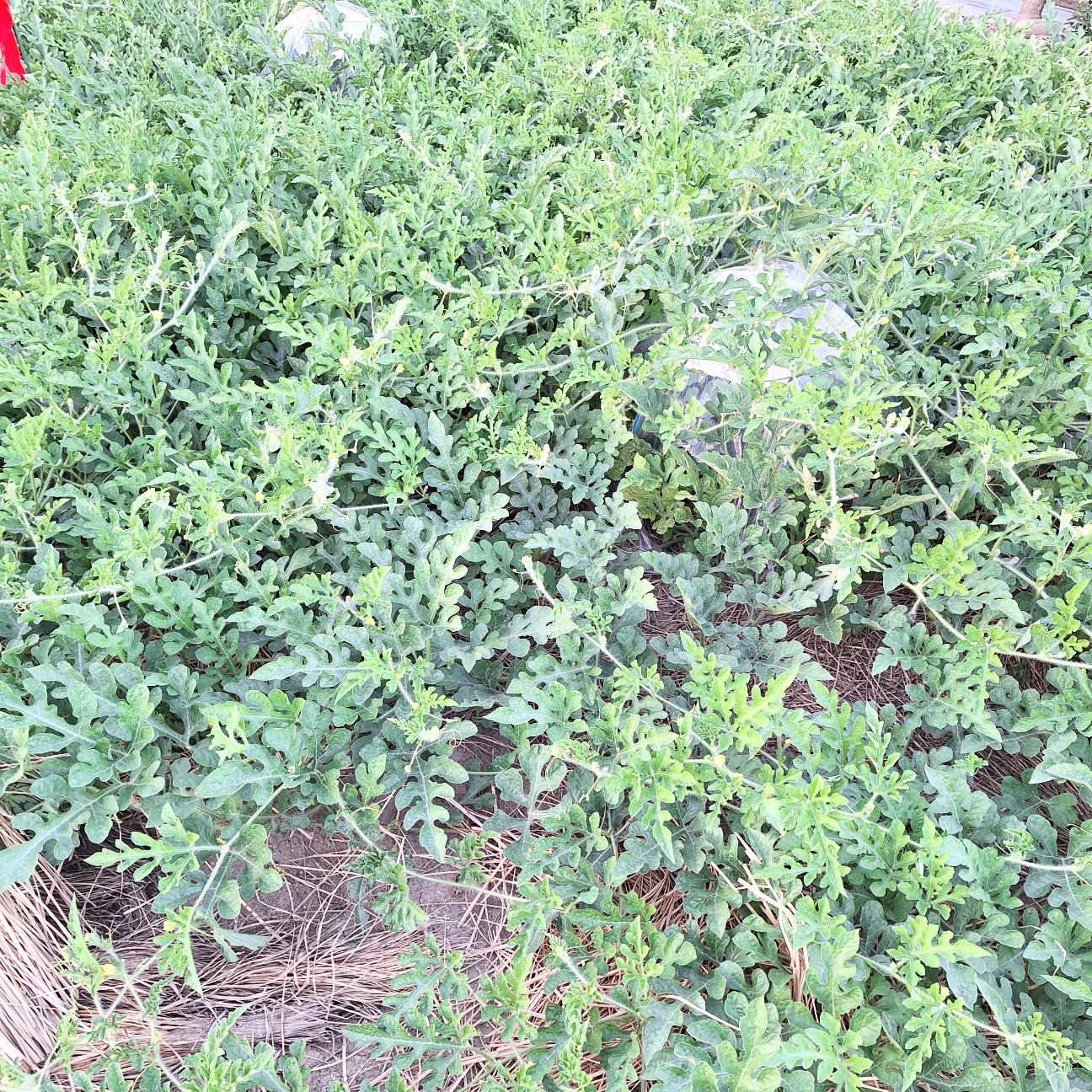 f:id:hanacolormy:20250724230556j:image