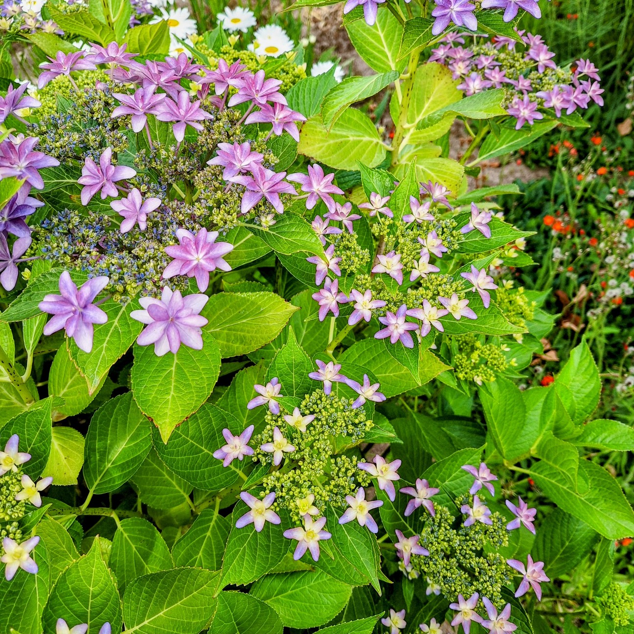 f:id:hanacolormy:20250724231914j:image