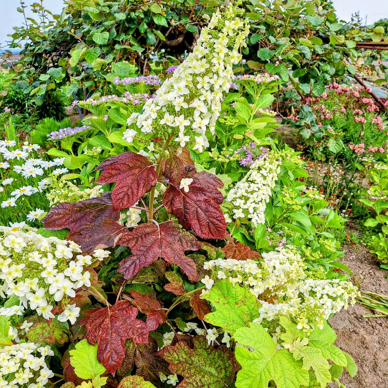 f:id:hanacolormy:20250724231939j:image