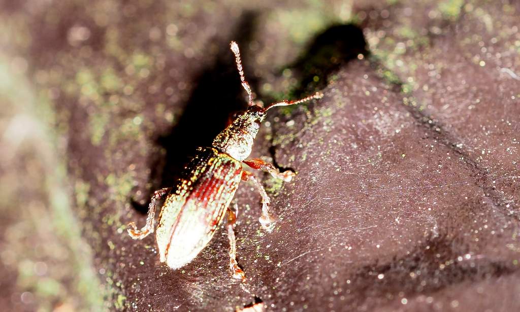 クチブトヒゲボソゾウムシ - てんとう虫の歳時記
