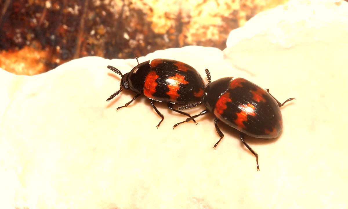 モンキゴミムシダマシの♂と♀ - てんとう虫の歳時記