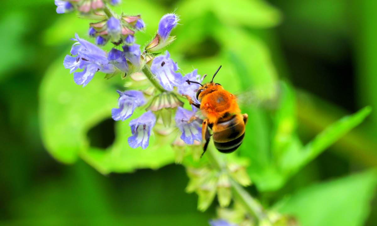スジボソコシブトハナバチ の訪花 - てんとう虫の歳時記