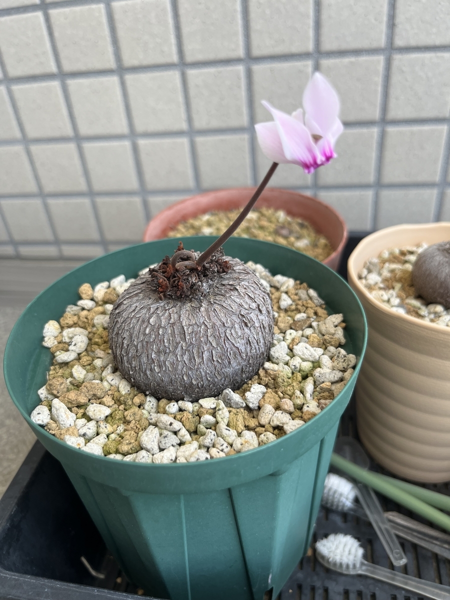 原種シクラメン・グラエカムが開花！2023年 - くるみDiary