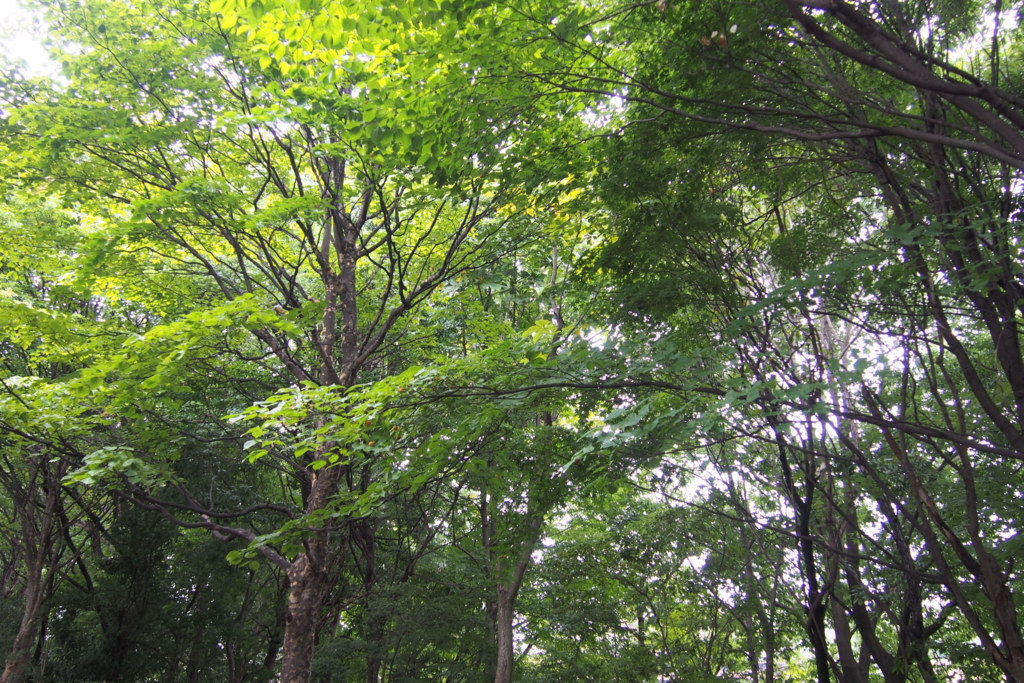 f:id:hanafusamakio:20180829091251j:plain f:id:hanafusamakio:20180829091251j:plain