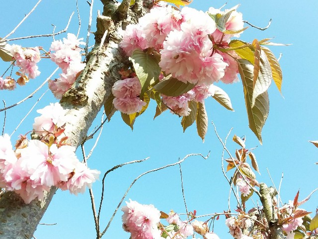 f:id:hanagardener:20180508222150j:image