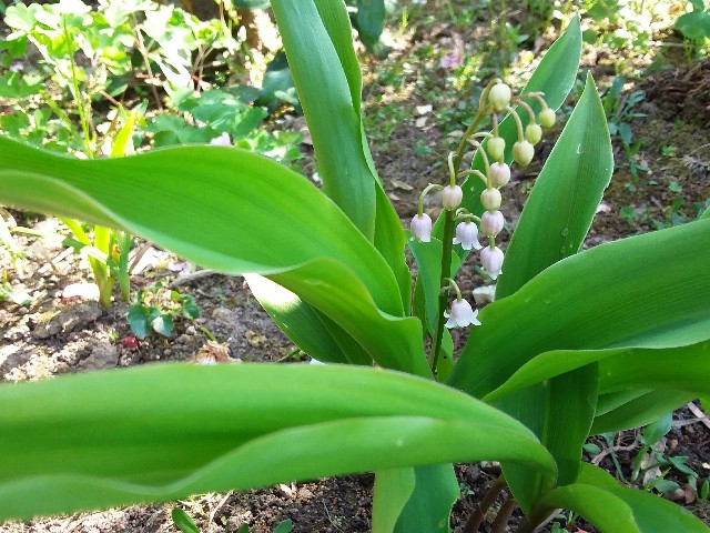 f:id:hanagardener:20180508222305j:image