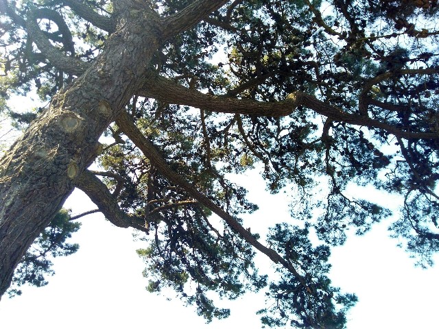 f:id:hanagardener:20180508222414j:image