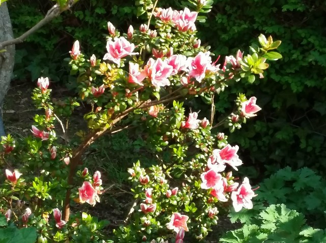 f:id:hanagardener:20180508233656j:image