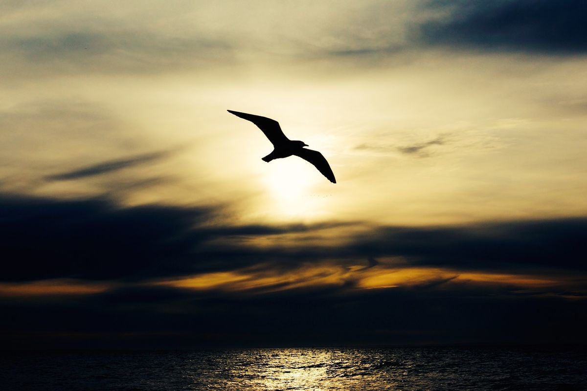 f:id:hanagardener:20190403044034j:plain f:id:hanagardener:20190403044034j:plain