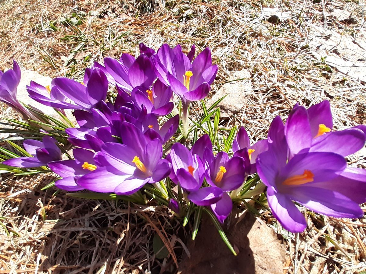 f:id:hanagardener:20210408234328j:plain