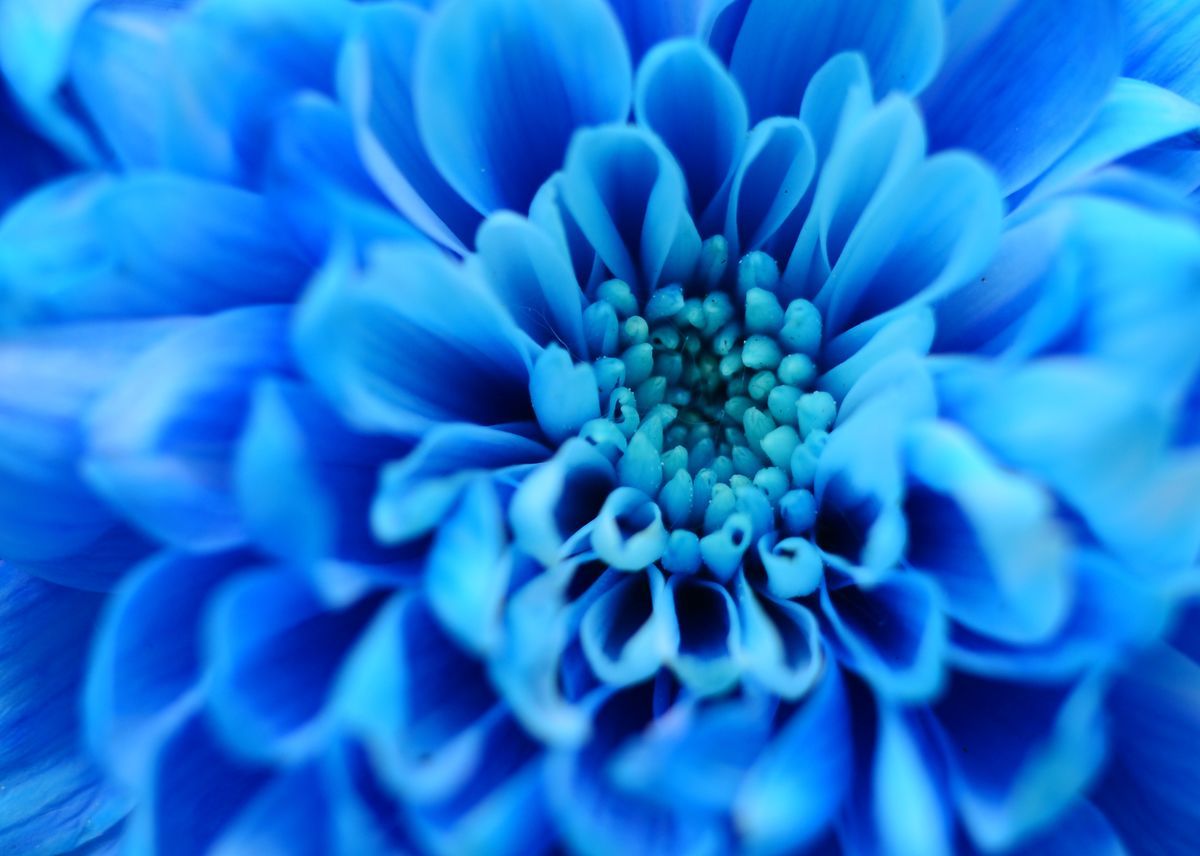 f:id:hanagardener:20210720042259j:plain