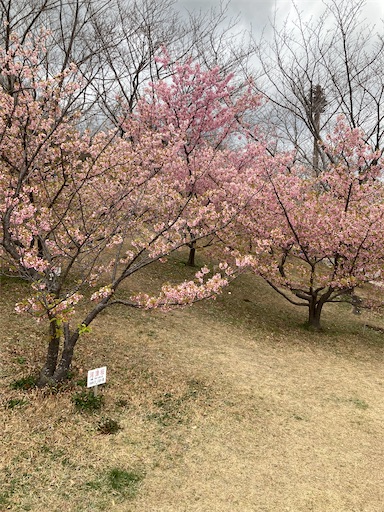 f:id:hanageru:20230312181918j:image