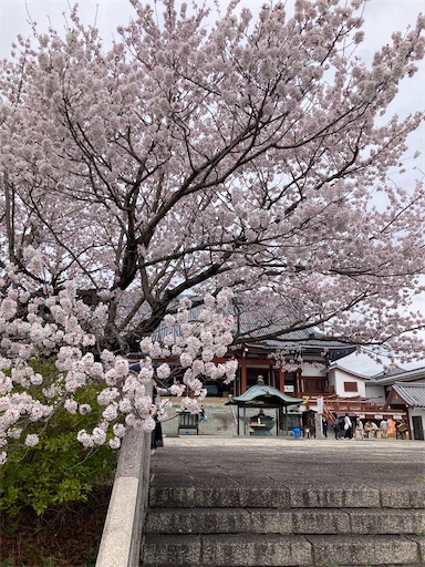 f:id:hanageru:20230322055029j:image