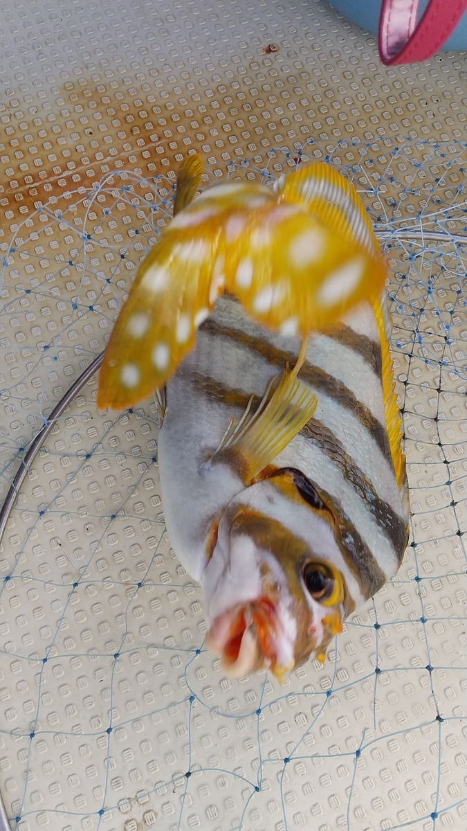 f:id:hanagon02:20200321100209j:plain