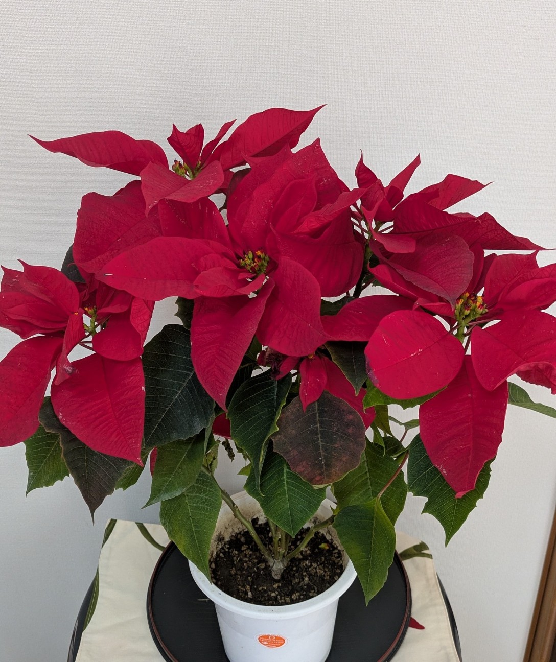 f:id:hanahana64:20251213114315j:image