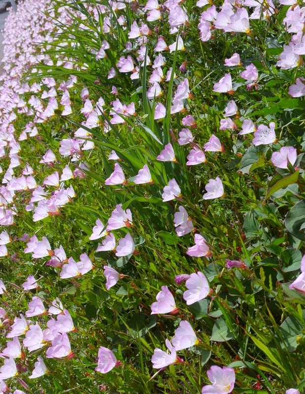 道端に咲く花と庭の花 - hanahanaの気ままな日記