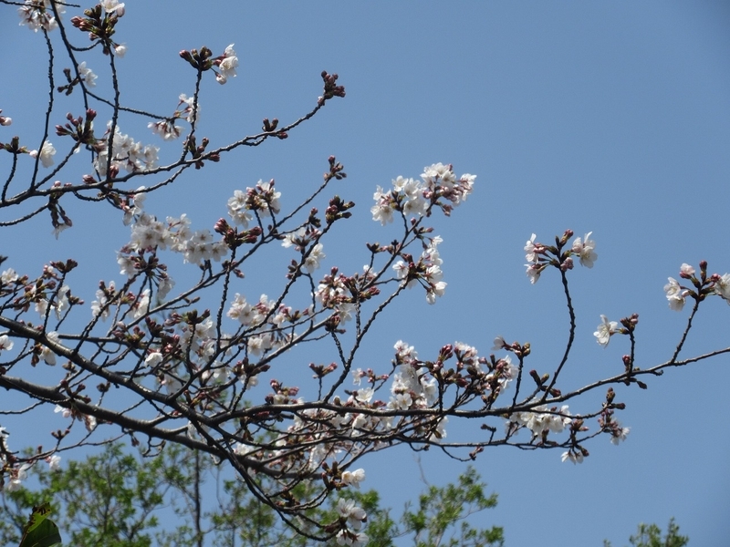 f:id:hanahirako:20200323000541j:plain f:id:hanahirako:20200323000541j:plain