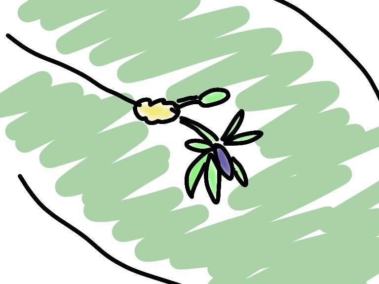 ルスカスの開花予想図