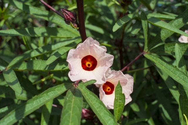 ハイビスカスローゼル