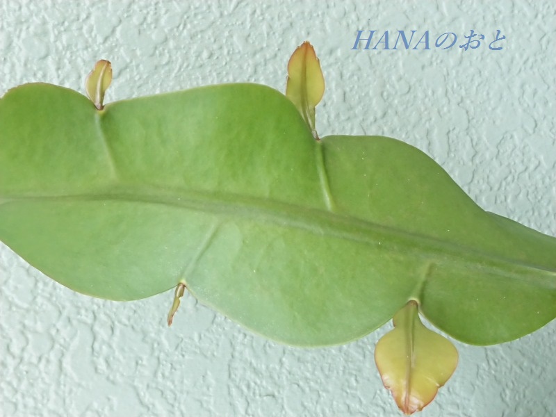 葉状茎の芽がのびたところ