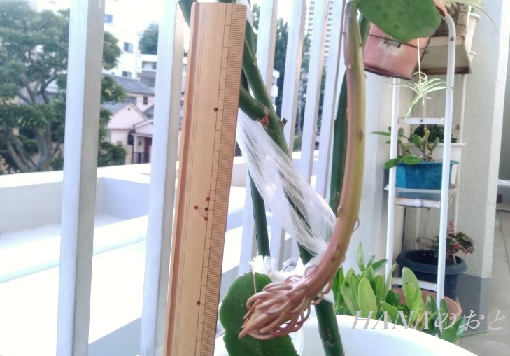 月下美人の花芽が横向きに