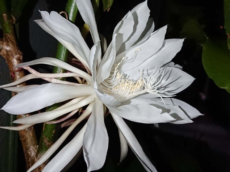 月下美人の花5