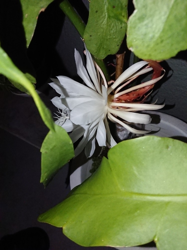 月下美人の花3