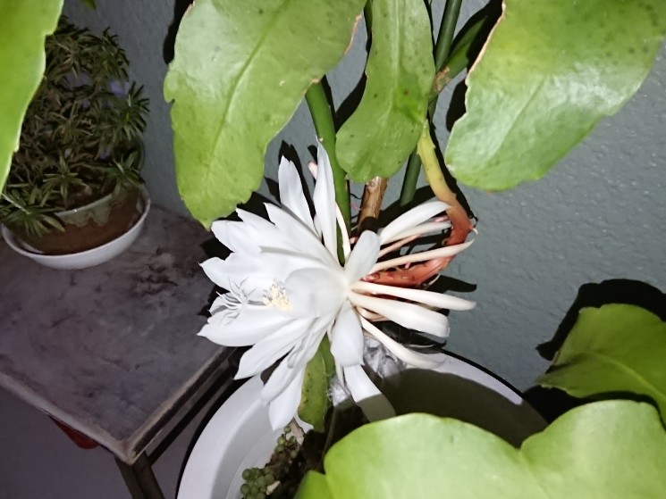 月下美人の花4