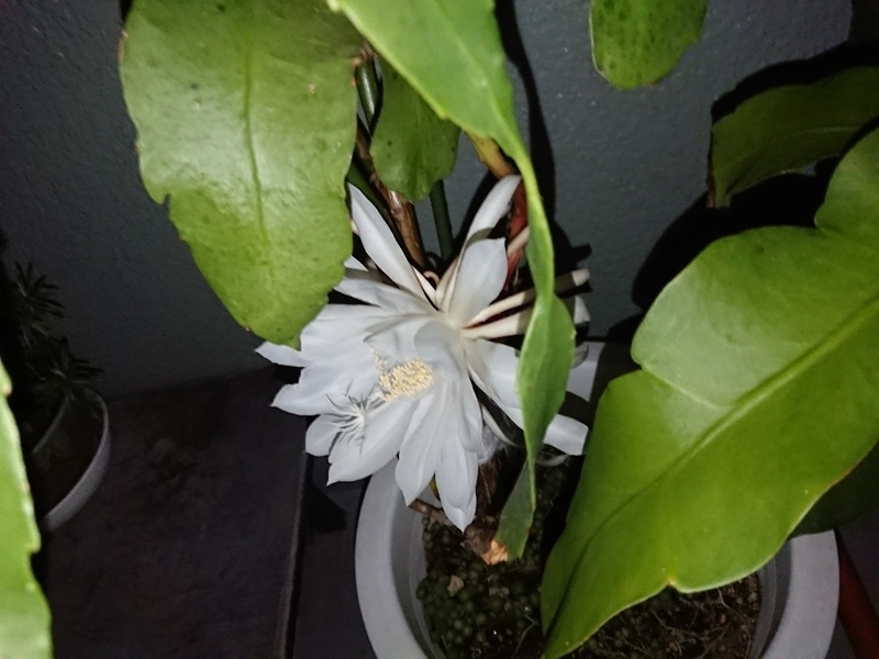 月下美人の花2