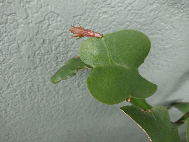 月下美人の葉状茎から出た花芽