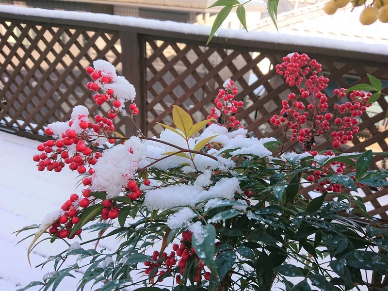 雪をかぶった南天