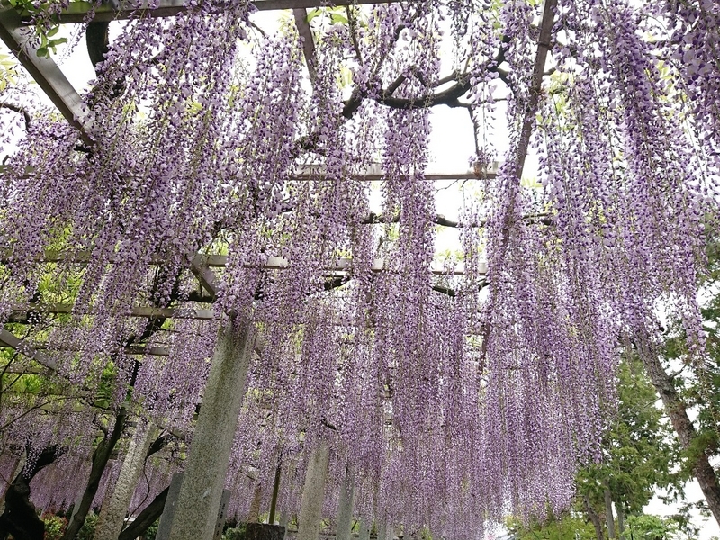 藤の花のシャワー