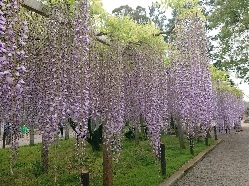 三大神社の藤棚