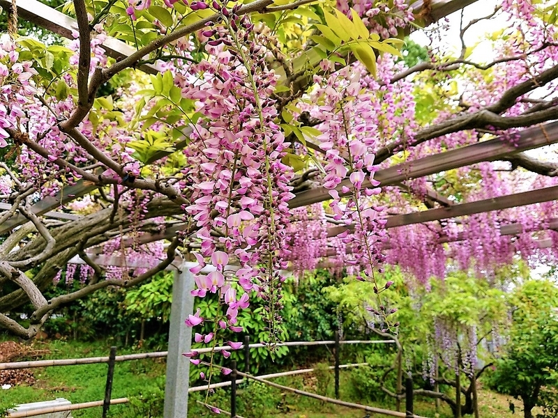 桃色の藤