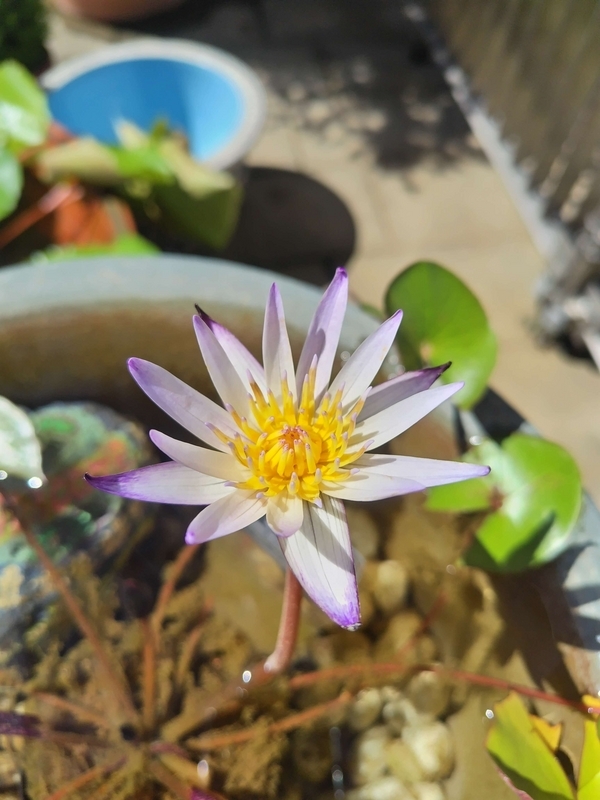 ムラサキシキブ
