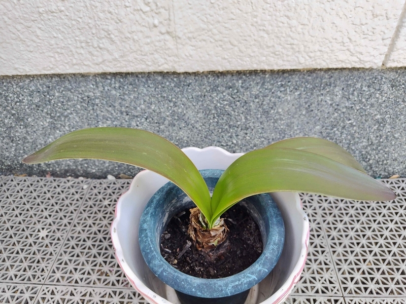 アマリリスの葉