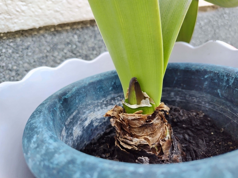 アマリリスの芽