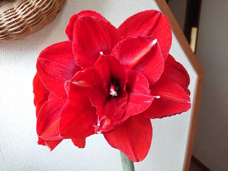 アマリリスの花