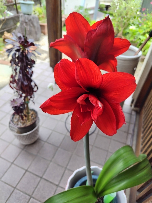 アマリリスの花