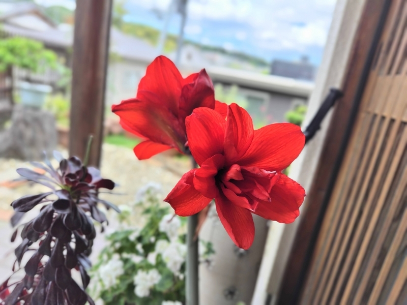 アマリリスの花