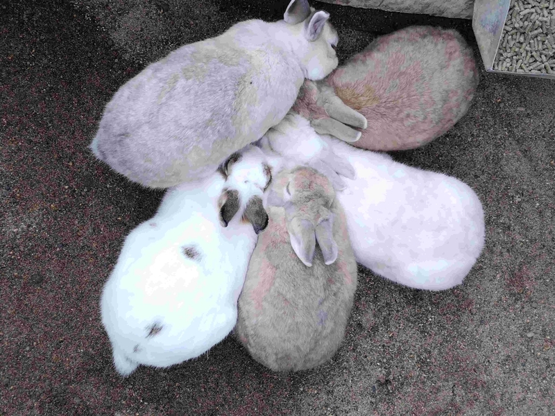 うさぎ