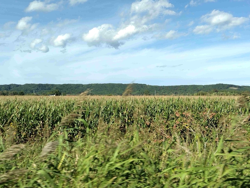 トウモロコシ畑