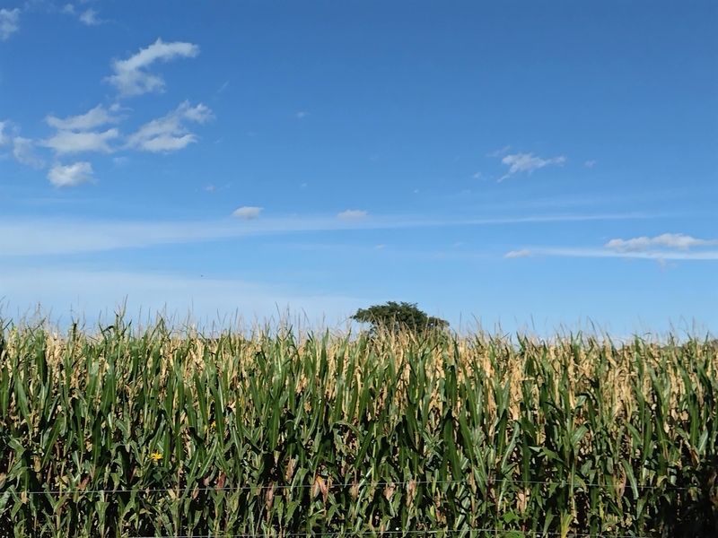 帰り道の眺め　トウモロコシ畑