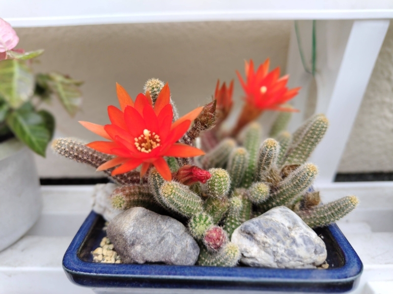 サボテンの花