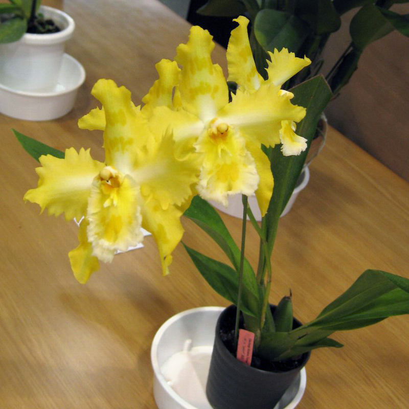 イメージ 5