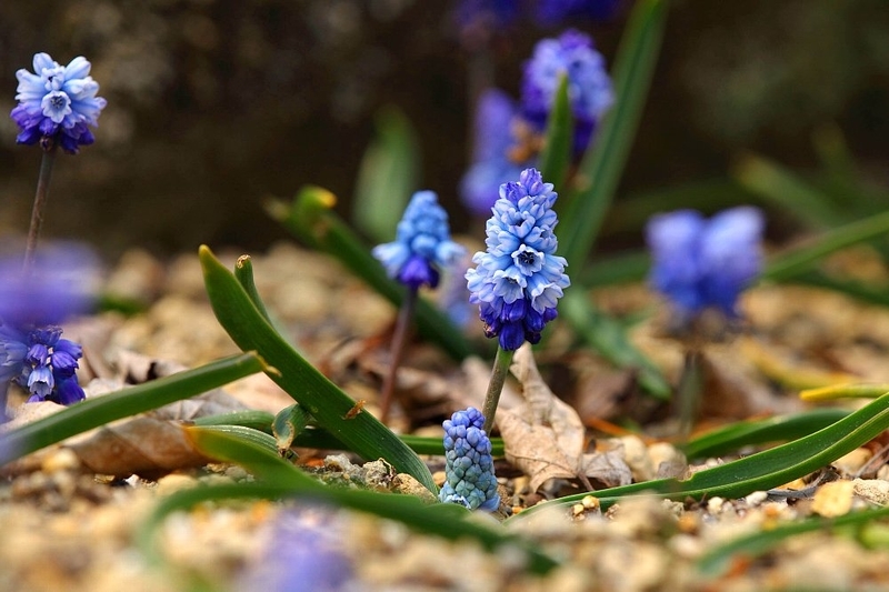 Azureuma Muscari azureum ムスカリ・アズレウム - 花樹アルバム「いとしきものたち」-3