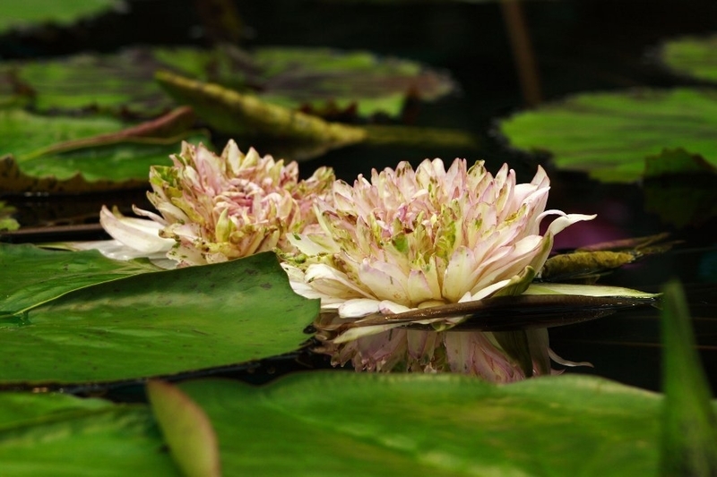 みずの森」の睡蓮 ジョンコルニー Nymphaea Jongkolnee - 花樹アルバム