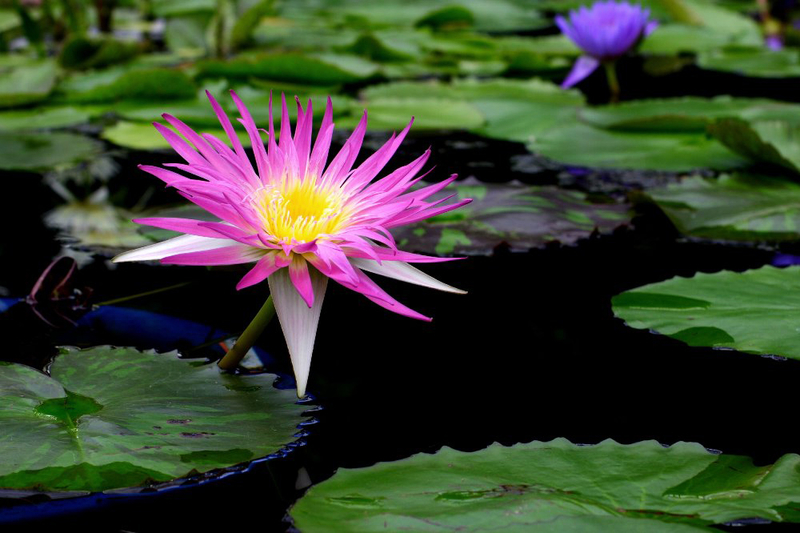 スイレン ピンクフラミンゴ Nymphaea 'Pink Flamingo' 草津
