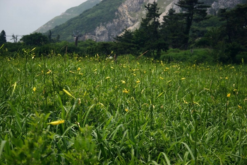 f:id:hanaibuki:20190427132637j:plain f:id:hanaibuki:20190427132637j:plain