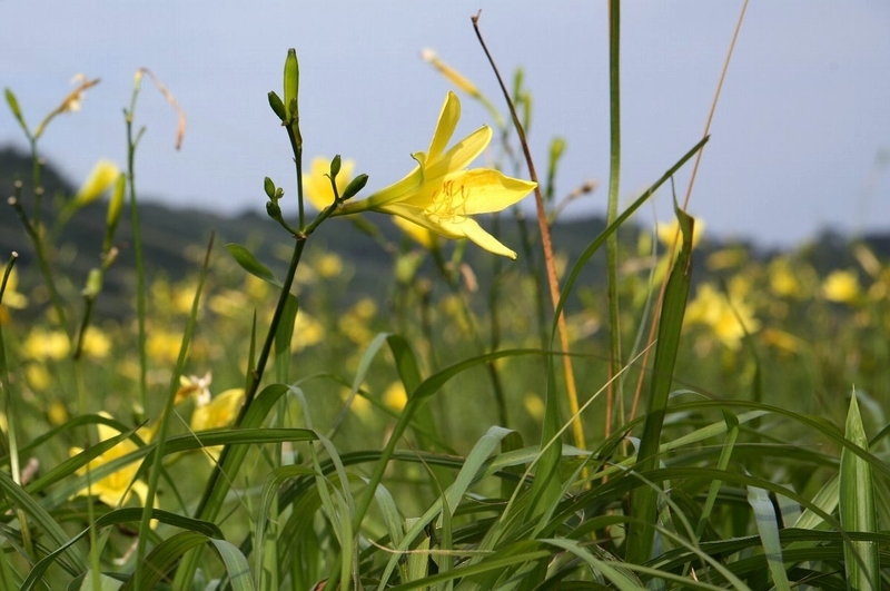 f:id:hanaibuki:20190427132642j:plain f:id:hanaibuki:20190427132642j:plain